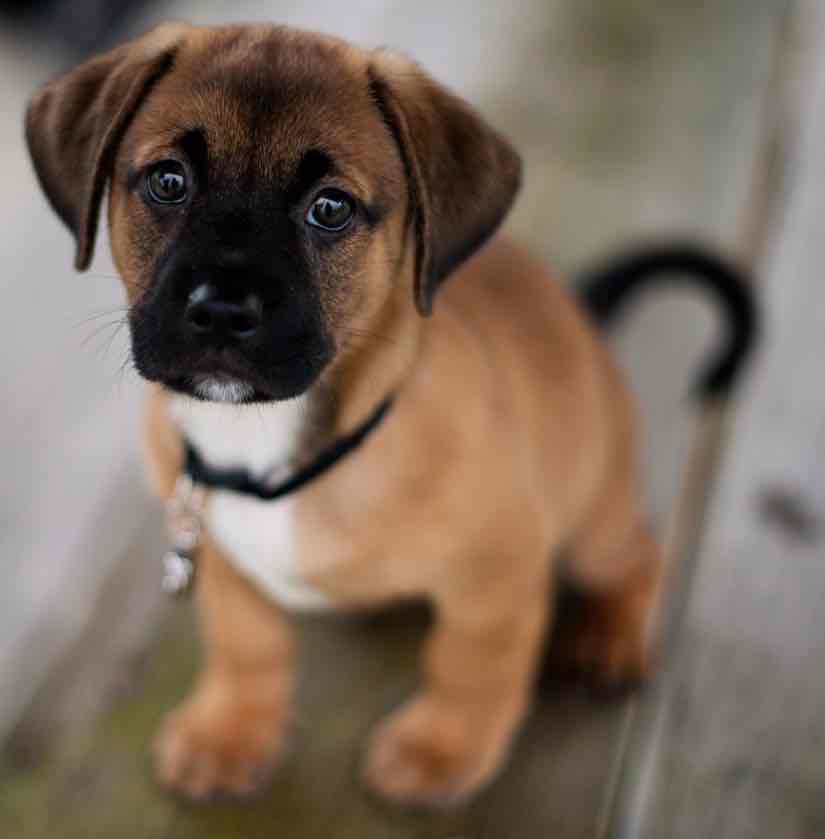 Puggle dog