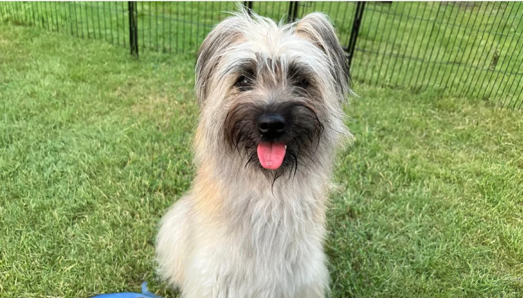 Pyrenean Shepherd Dog Breed