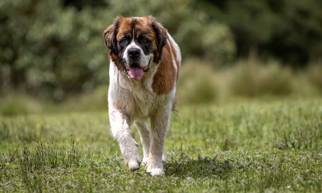 Saint Bernard dog