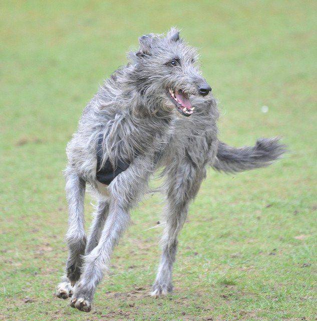 Scottish Deerhound dog