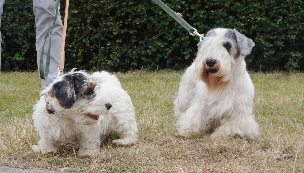 Sealyham Terrier Dog Physical Characteristics