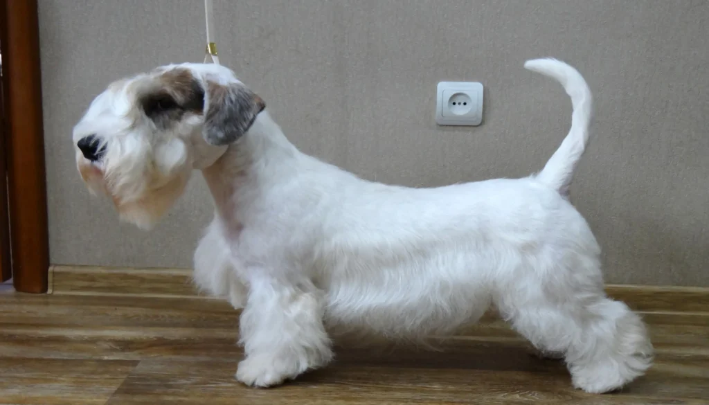 Sealyham Terrier Dog Temperament and Personality