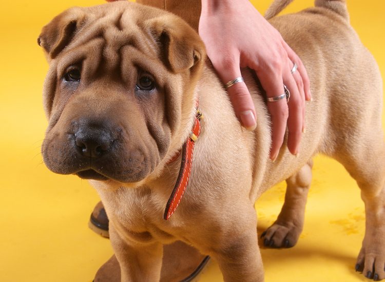 Shar Pei