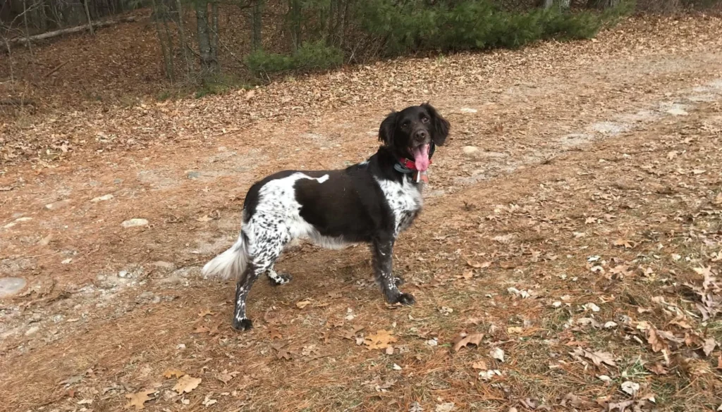 Small Munsterlander Dog Physical Characteristics