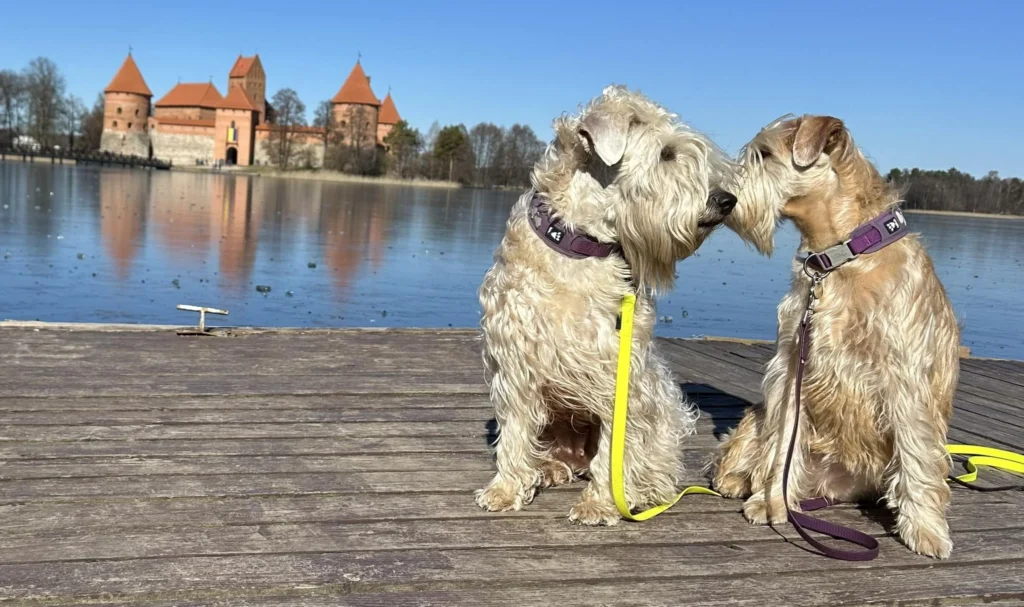 Soft Coated Wheaten Terrier Dog Physical Characteristics