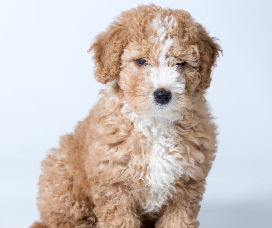 Spanish Water dog