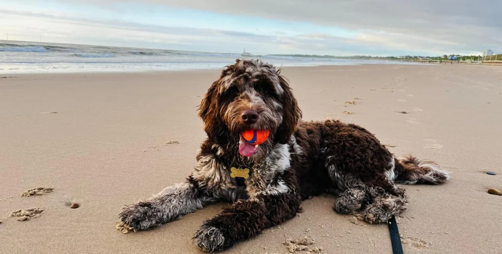 Sproodle Dog suitability as a Pet