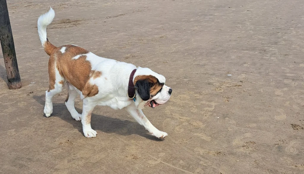 St. Bernard Dog Physical Characteristics