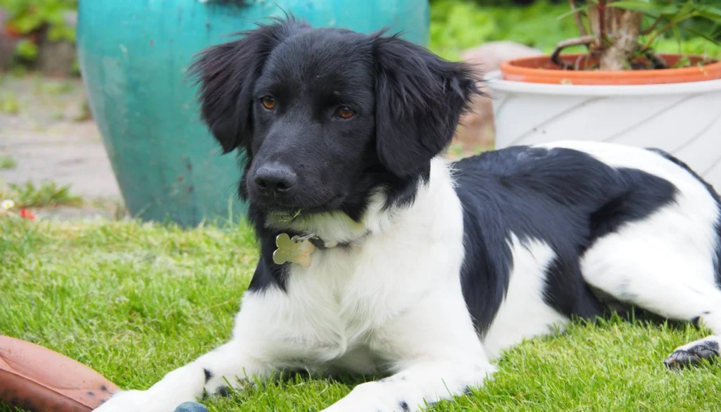 Stabyhoun Dog grooming salon