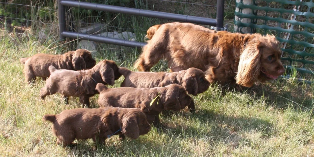 Sussex Spaniel Dog Physical Characteristics