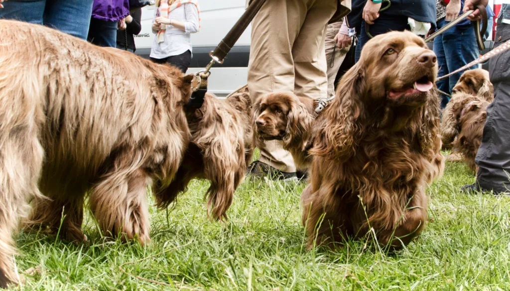 Sussex Spaniel Dog suitability as a Pet