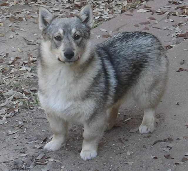 Swedish Vallhund