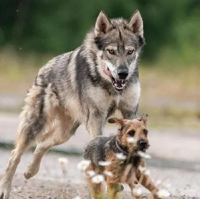 Tamaskan Dog