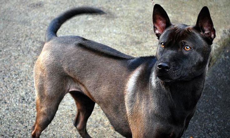 Thai Ridgeback