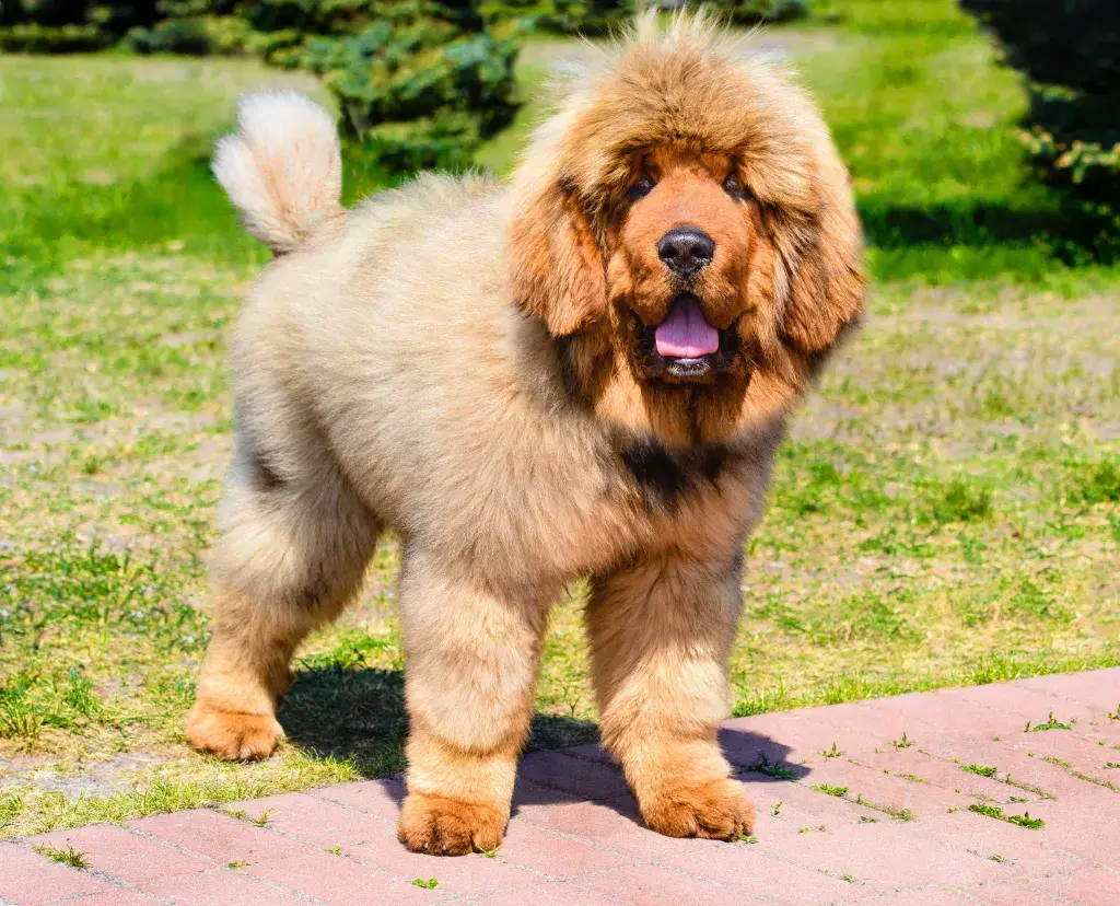 Tibetan Mastiff Dog