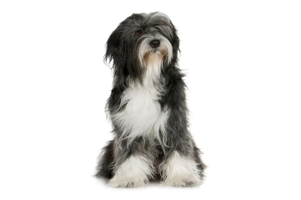 Tibetan Terrier