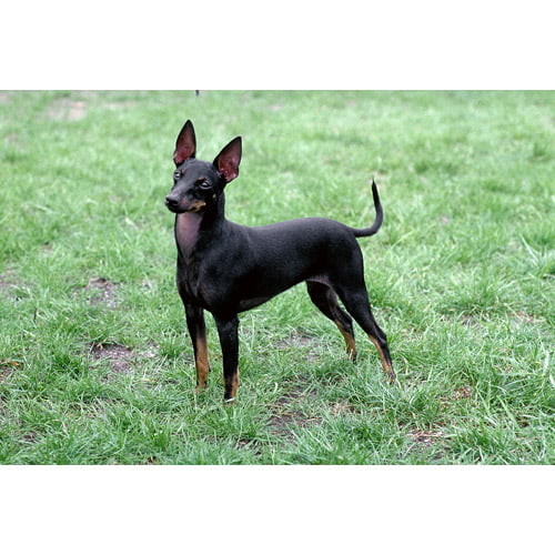 Toy Manchester Terrier