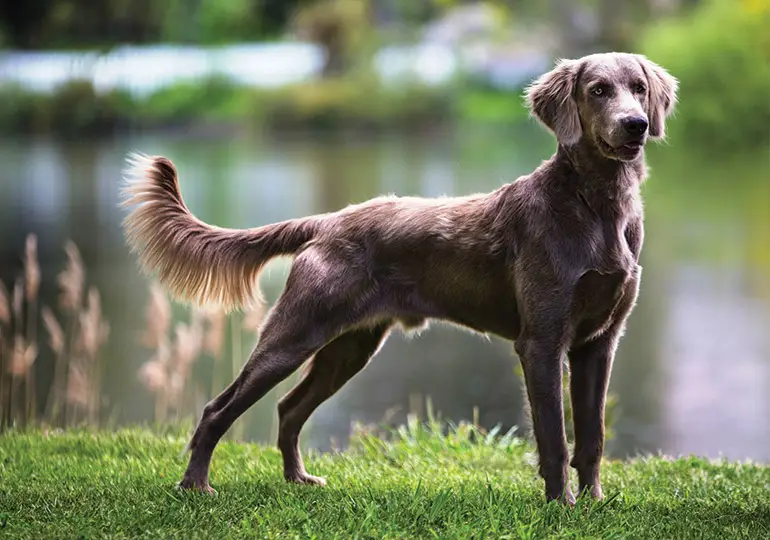 Weimaraner dog