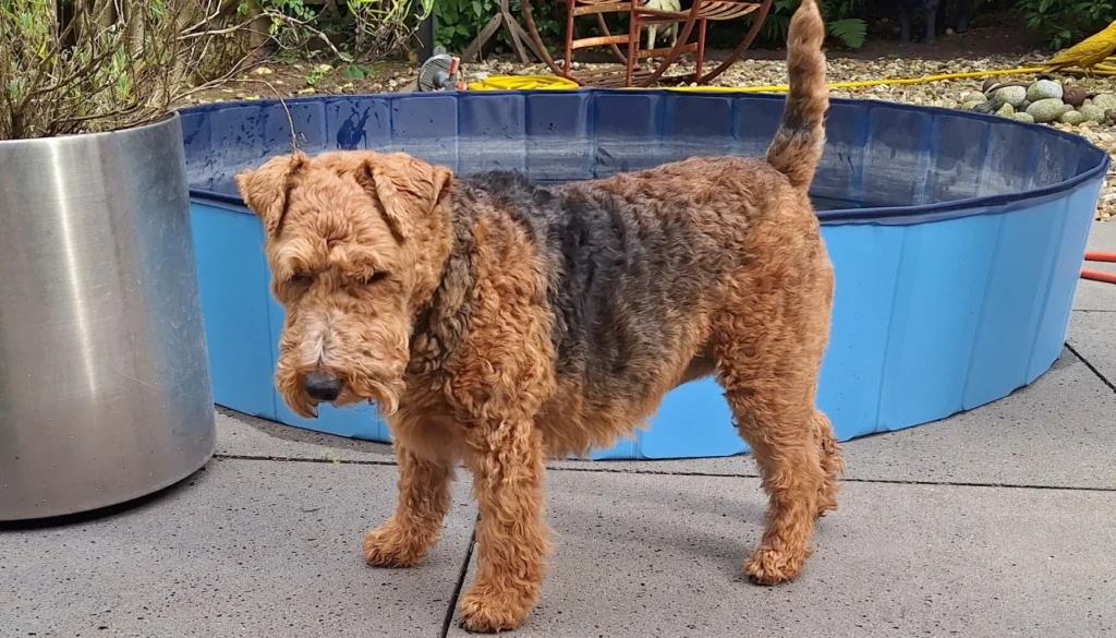 Welsh Terrier Dog Physical Characteristics