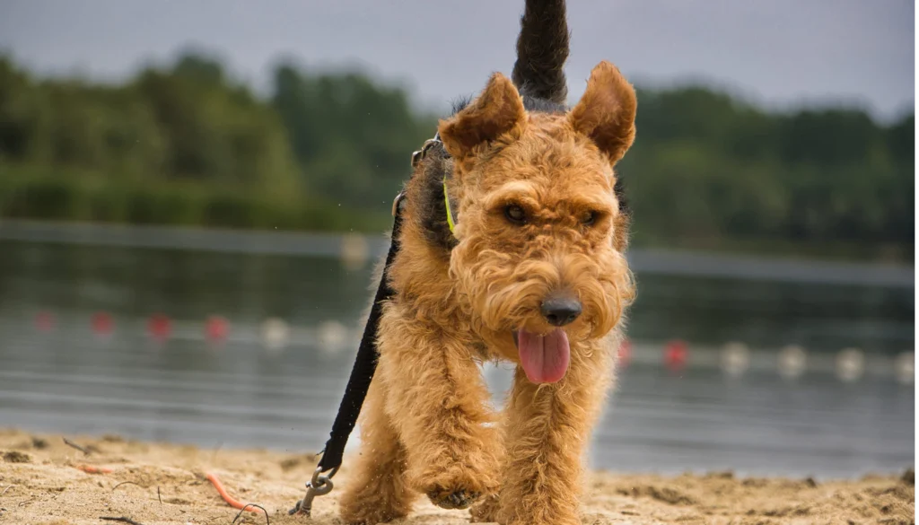 Welsh Terrier Dog grooming salon