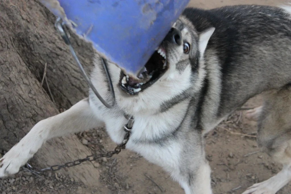 West Siberian Laika Dog