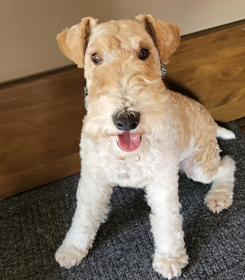 Wire Fox Terrier