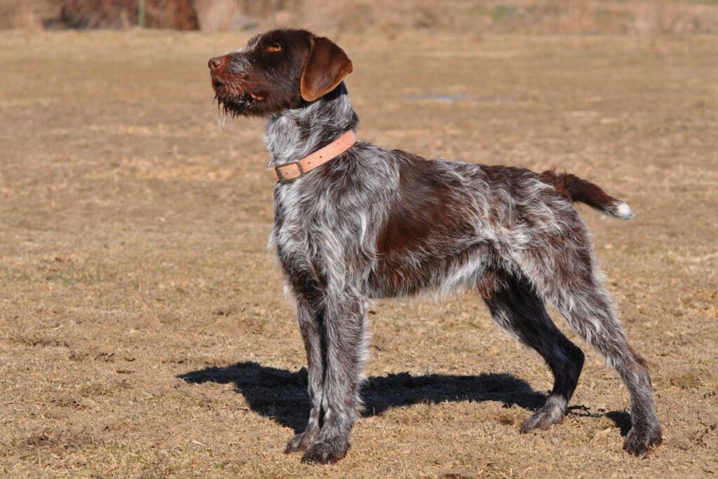 Wirehaired Pointing Griffon