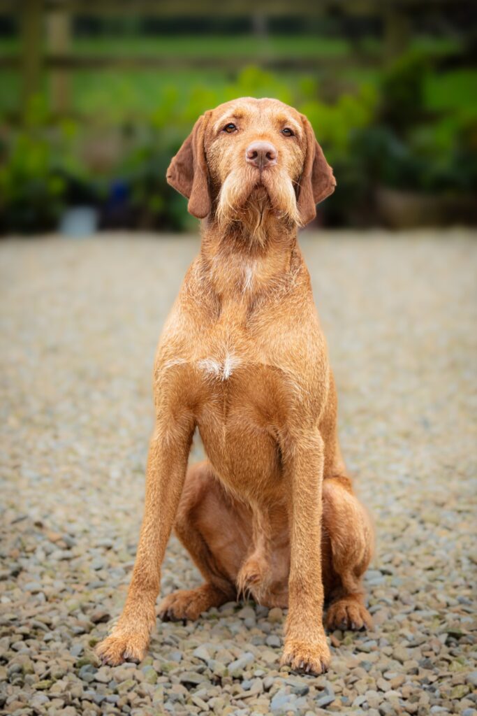 Wirehaired Vizsla