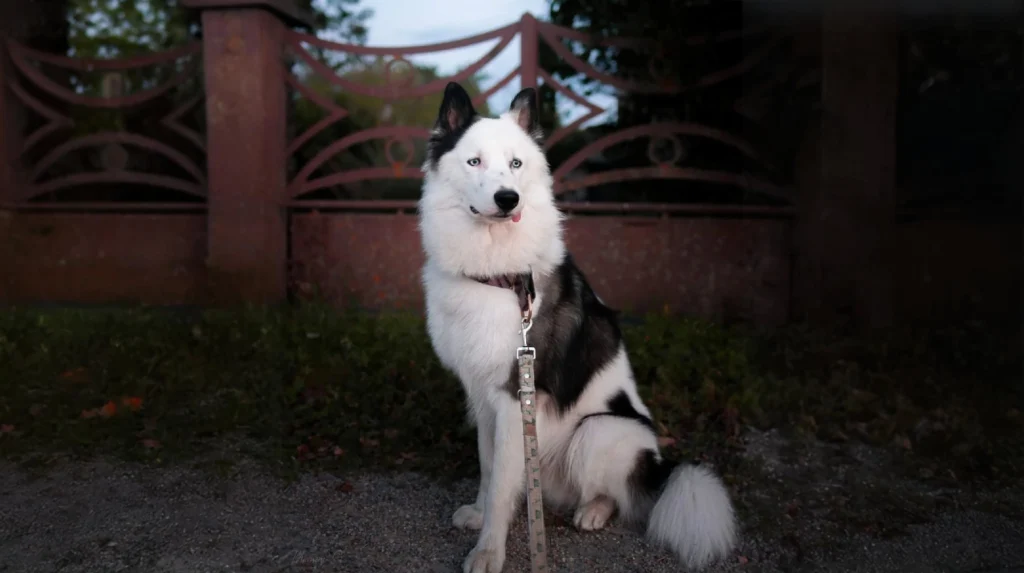 Yakutian Laika Dog 1