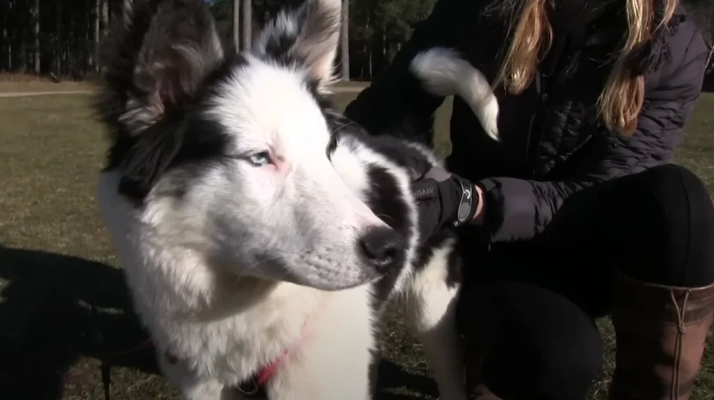 Yakutian Laika Dog Care and Grooming 1