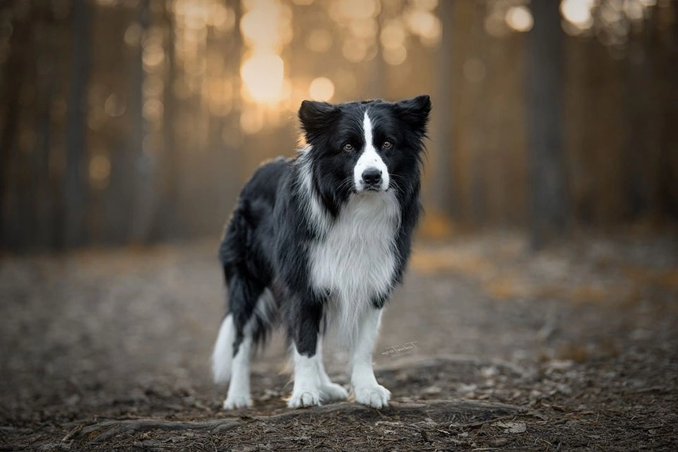 Yakutian Laika Dog