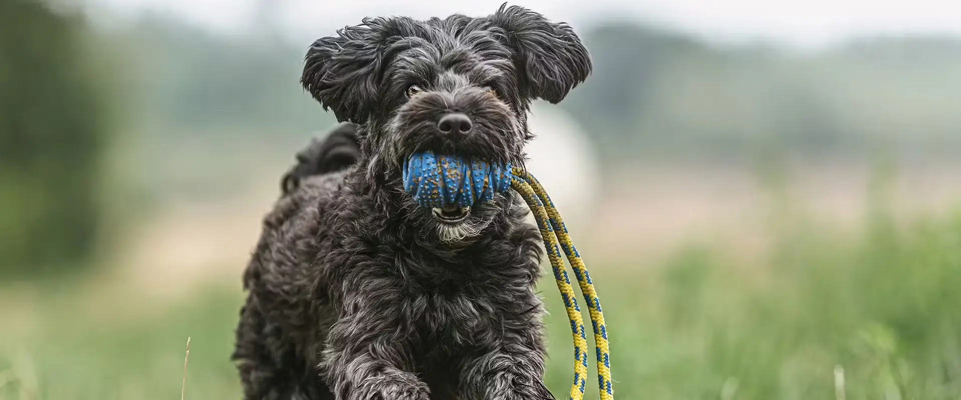 Yorkie Poo Dog