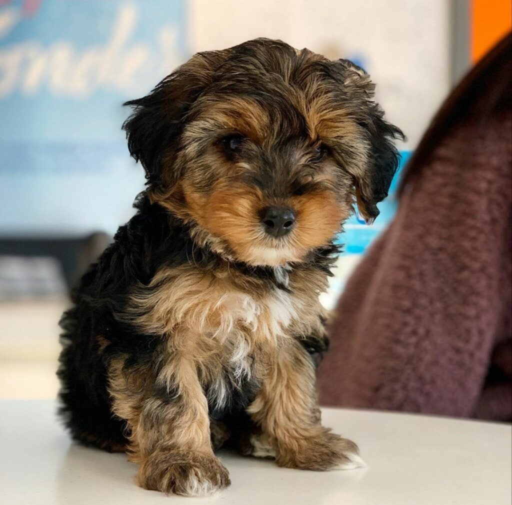 Yorkie Poo dog