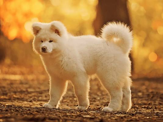 akita inu dog