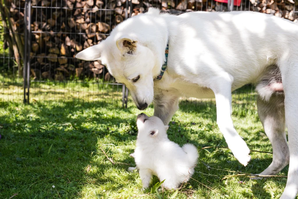 canaan dog