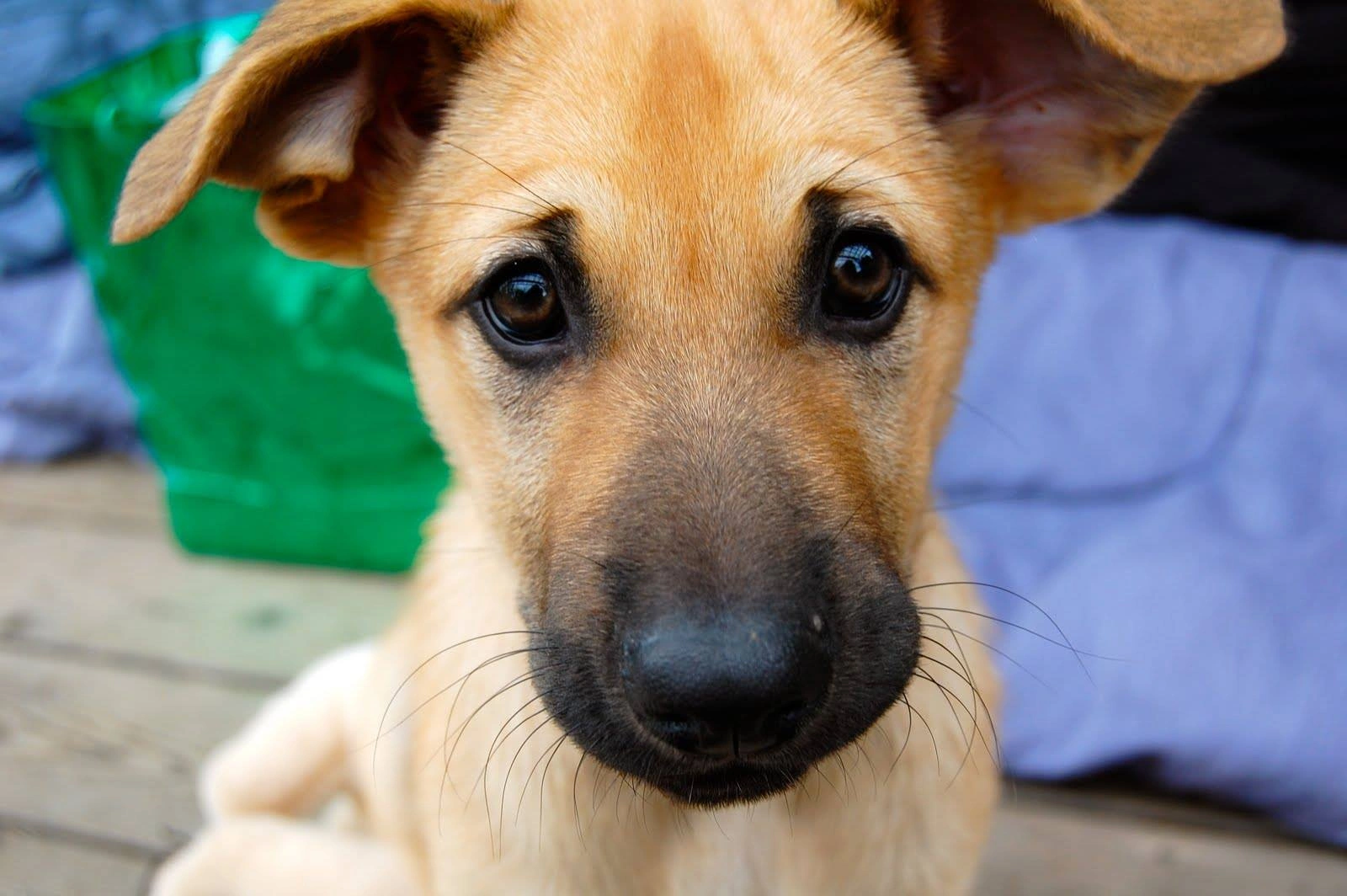 chinook dog Breed