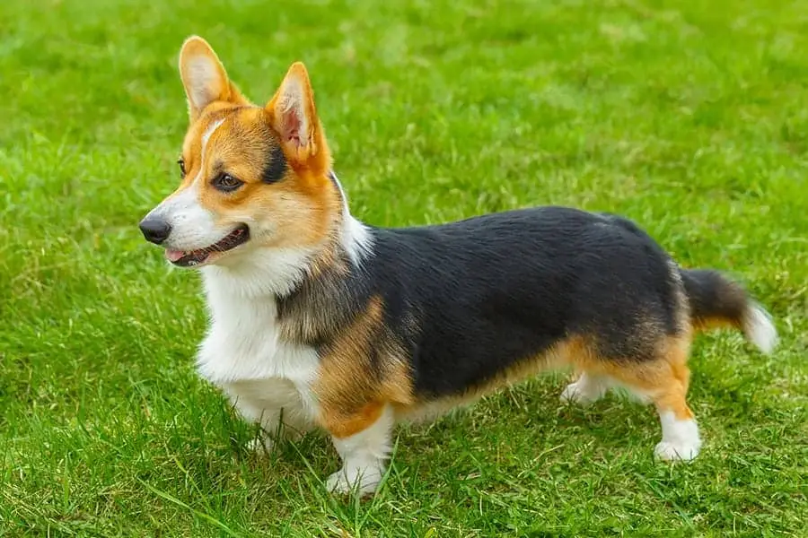 corgi dog