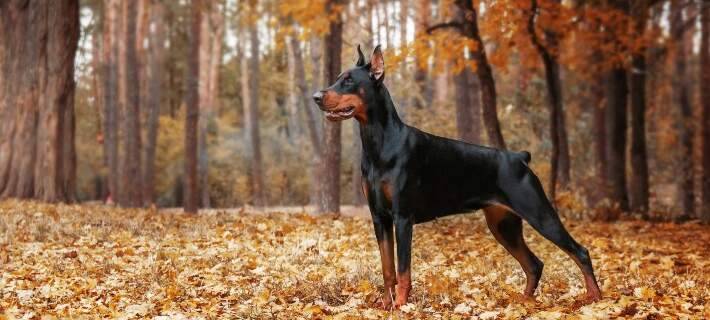 doberman pinscher dog