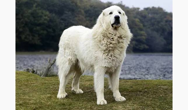 great pyrenees dog