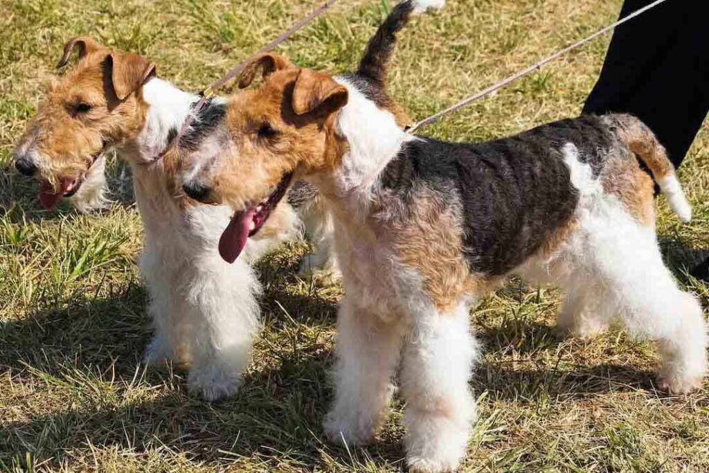 wire fox terrier dog