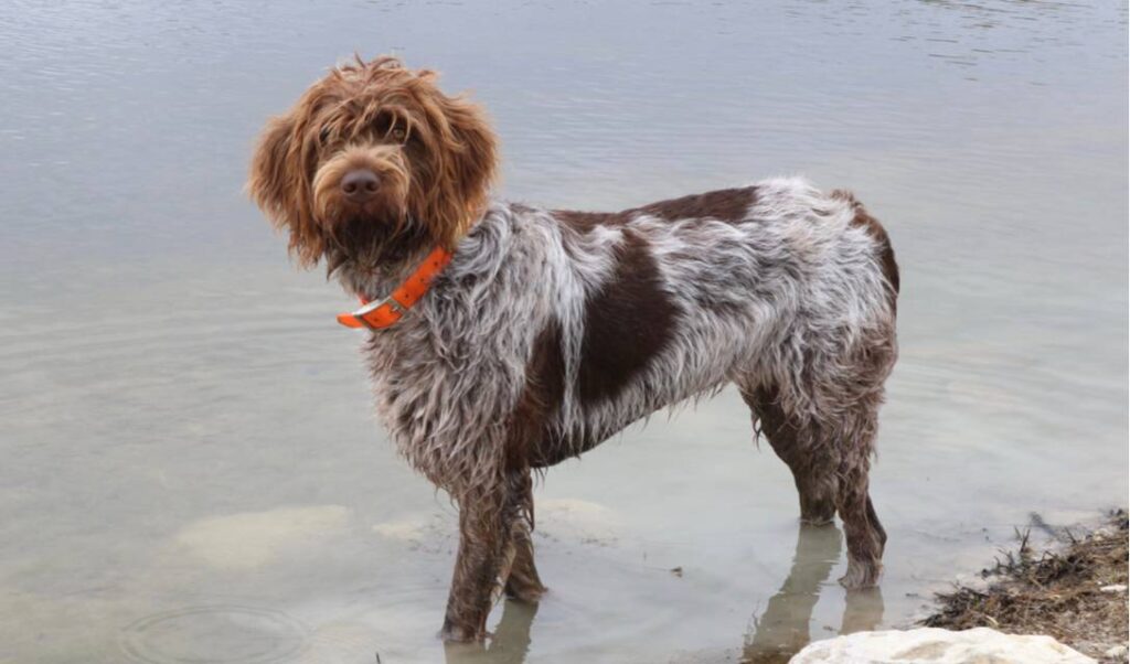 wirehaired pointing griffon 1