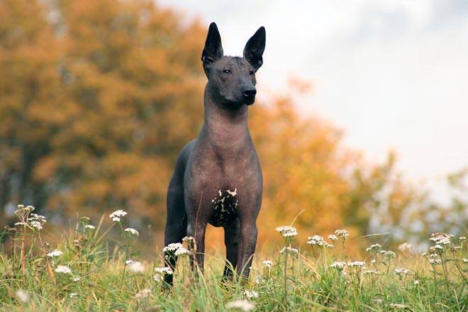 xoloitzcuintli dog