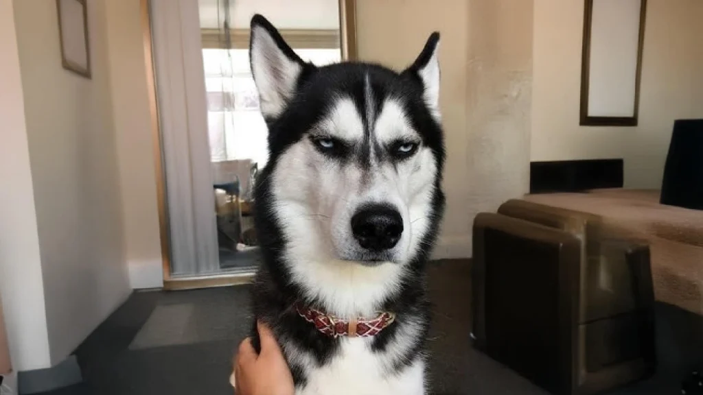 Siberian Husky: The Chatty Entertainer