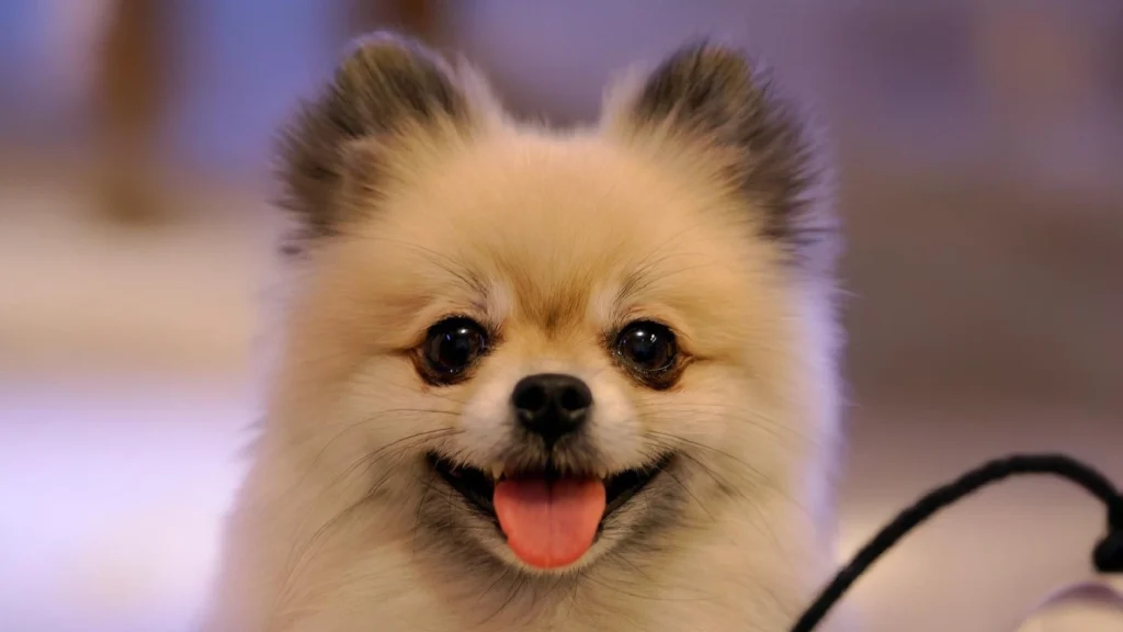 Pomeranian: The Tiny Drama King/Queen