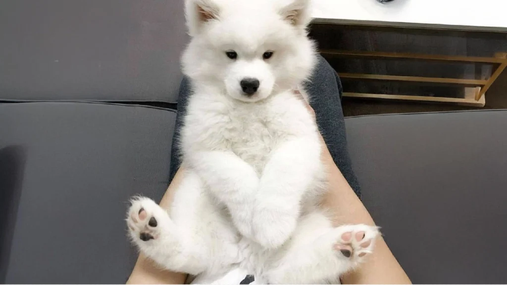 Samoyed: The Smiling Fluffball